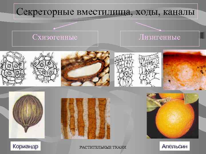 Выделительная ткань растений рисунок