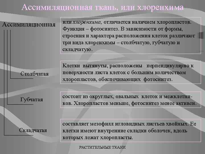 Ассимиляционная ткань, или хлоренхима Ассимиляционная или хлоренхима, отличается наличием хлоропластов. Функция – фотосинтез. В