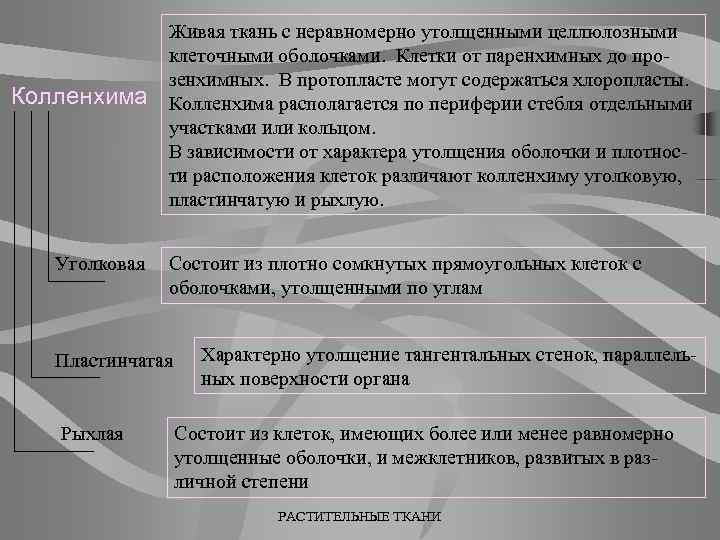 Колленхима Уголковая Живая ткань с неравномерно утолщенными целлюлозными клеточными оболочками. Клетки от паренхимных до