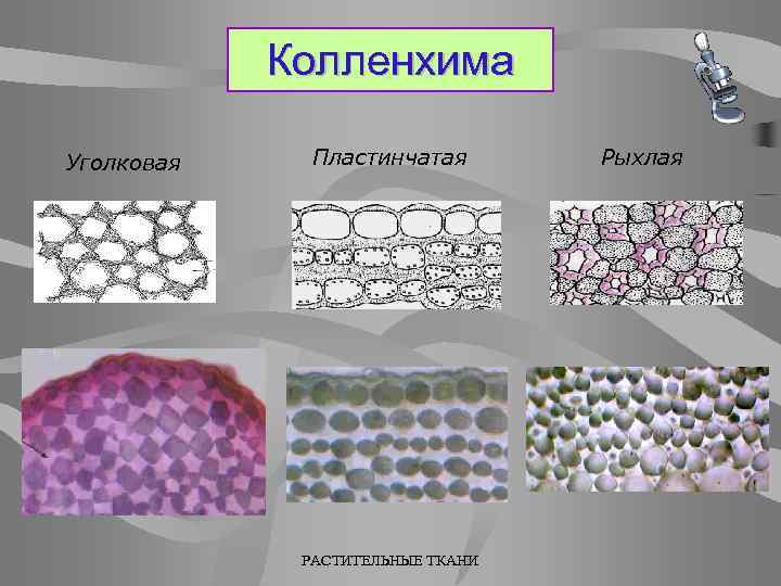 Колленхима у растений. Пластинчатая ткань колленхима. Уголковая колленхима строение. Механический ткани растений колленхима уголковая. Уголковая колленхима рыхлая колленхима пластинчатая колленхима.