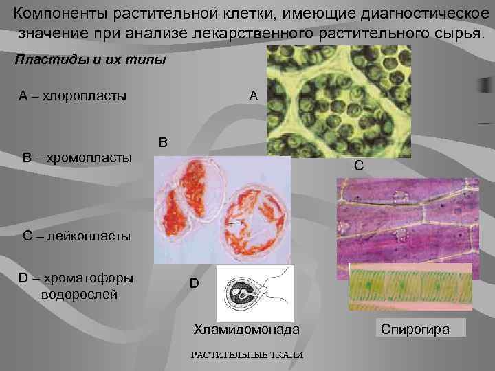 Компоненты растительной клетки, имеющие диагностическое значение при анализе лекарственного растительного сырья. Пластиды и их