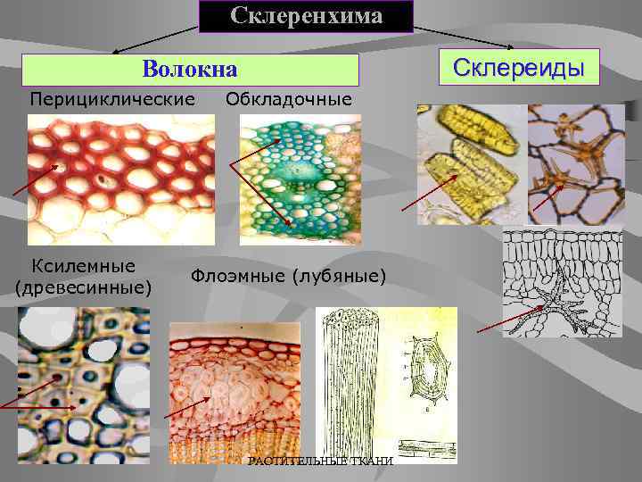 Склеренхима