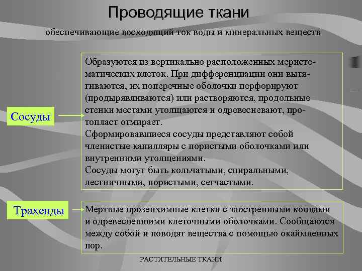 Проводящие ткани обеспечивающие восходящий ток воды и минеральных веществ Сосуды Трахеиды Образуются из вертикально