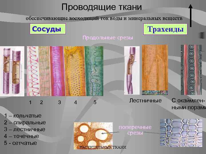 Проводящая жидкость. Проводящие ткани обеспечивают. Проводящие ткани растений. Проводящая ткань восходящего тока. Проводящая ткань для воды и Минеральных веществ.