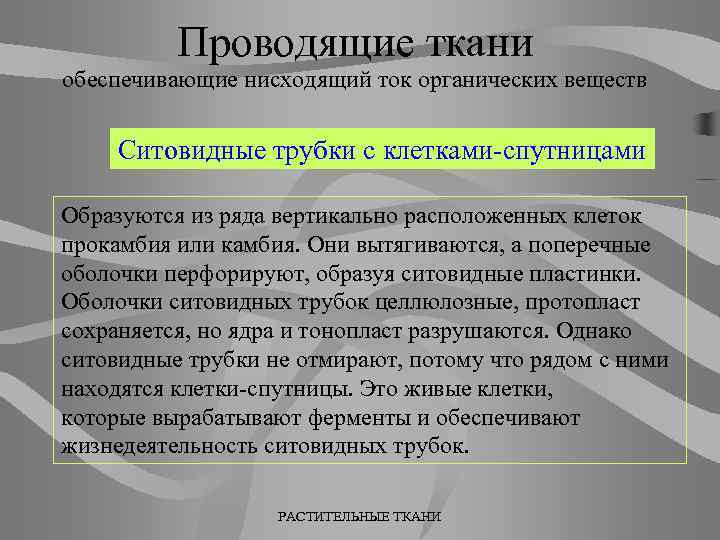 Проводящие ткани обеспечивающие нисходящий ток органических веществ Ситовидные трубки с клетками-спутницами Образуются из ряда