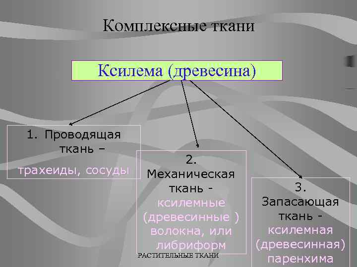 Комплексные ткани Ксилема (древесина) 1. Проводящая ткань – трахеиды, сосуды 2. Механическая ткань ксилемные