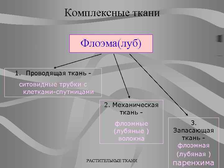 Комплексные ткани Флоэма(луб) 1. Проводящая ткань ситовидные трубки с клетками-спутницами 2. Механическая ткань флоэмные