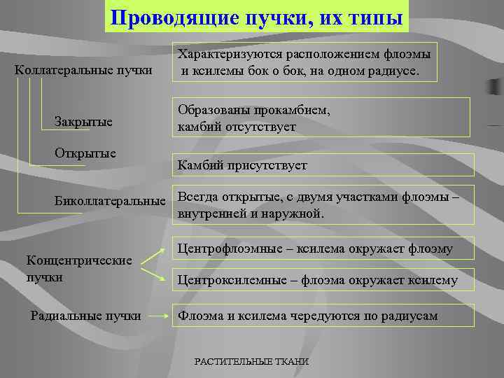 Проводящие пучки, их типы Коллатеральные пучки Закрытые Открытые Характеризуются расположением флоэмы и ксилемы бок