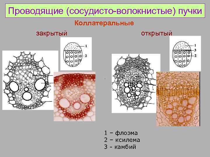 Проводящий рисунок образует. Строение сосудисто волокнистого пучка. Проводящие сосудисто-волокнистые пучки строение. Открытый коллатеральный сосудисто-волокнистый пучок. Строение сосудисто-волокнистых проводящих Пучков.