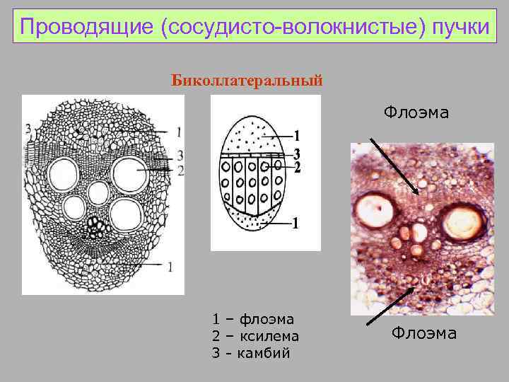 Проводящие (сосудисто-волокнистые) пучки Биколлатеральный Флоэма 1 – флоэма 2 – ксилема 3 - камбий