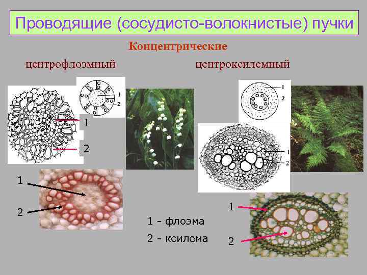 Сосудистые пучки в корневище образуют характерный рисунок