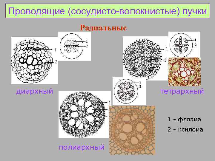 Проводящие (сосудисто-волокнистые) пучки Радиальные диархный тетрархный 1 - флоэма 2 - ксилема полиархный 