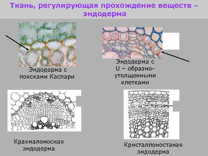 Ткань, регулирующая прохождение веществ – эндодерма Эндодерма с поясками Каспари Крахмалоносная эндодерма Эндодерма с