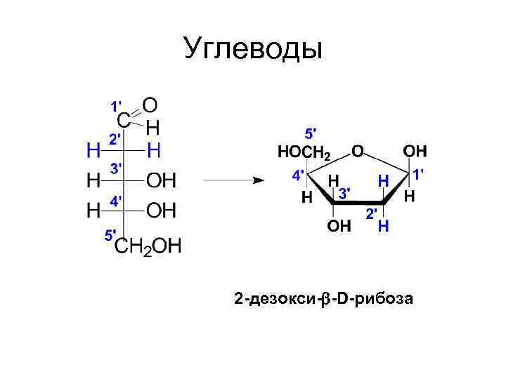 Углеводы 2 -дезокси-b-D-рибоза 