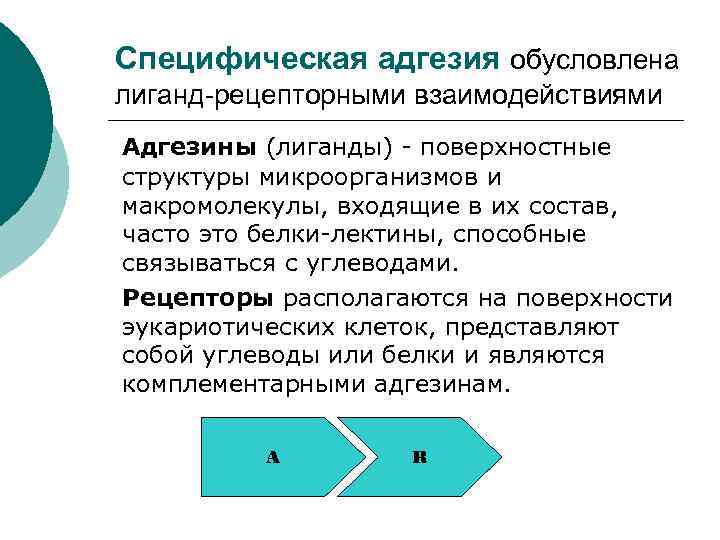 Специфическая адгезия обусловлена лиганд-рецепторными взаимодействиями Адгезины (лиганды) - поверхностные структуры микроорганизмов и макромолекулы, входящие
