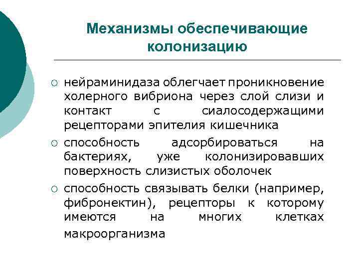 Механизмы обеспечивающие колонизацию ¡ ¡ ¡ нейраминидаза облегчает проникновение холерного вибриона через слой слизи