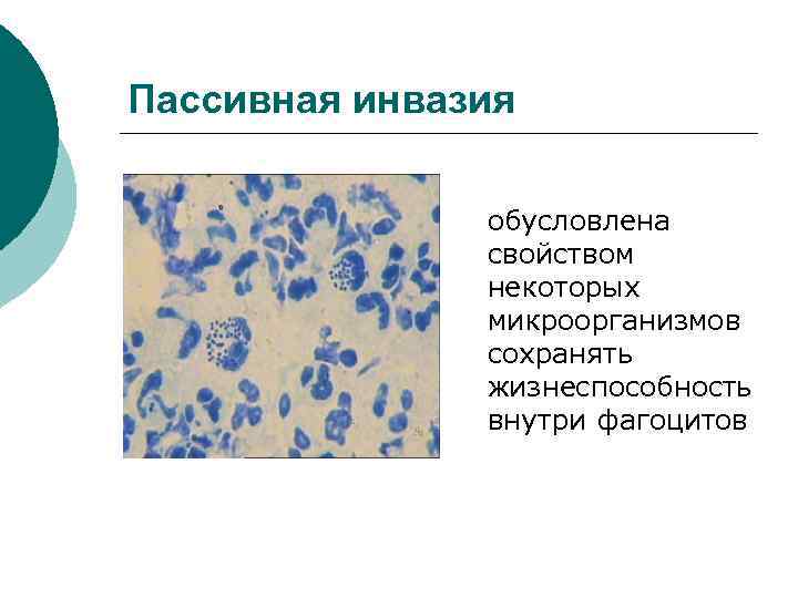 Пассивная инвазия обусловлена свойством некоторых микроорганизмов сохранять жизнеспособность внутри фагоцитов 