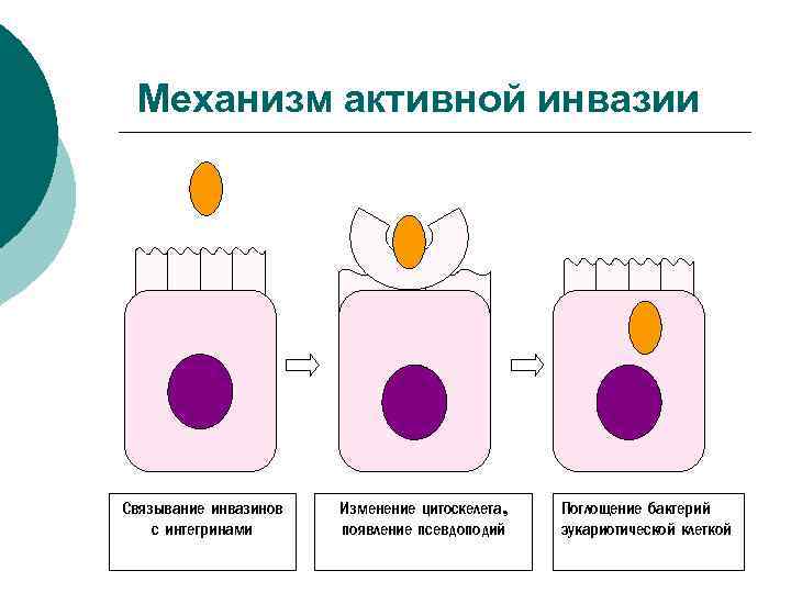 Механизм активной инвазии Связывание инвазинов с интегринами Изменение цитоскелета, появление псевдоподий Поглощение бактерий эукариотической