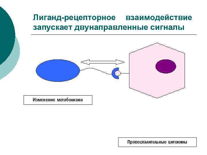Лиганд-рецепторное взаимодействие запускает двунаправленные сигналы Изменение метаболизма Провоспалительные цитокины 
