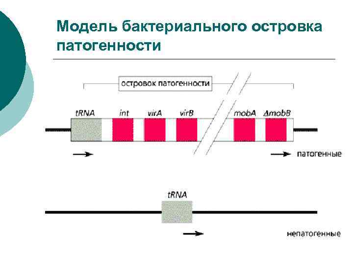 Модель бактериального островка патогенности 