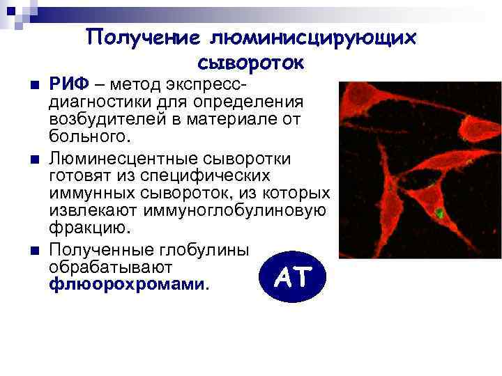 Получение люминисцирующих сывороток n n n РИФ – метод экспрессдиагностики для определения возбудителей в