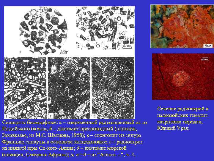 Силициты биоморфные: а – современный радиоляриевый ил из Индийского океана; б – диатомит пресноводный