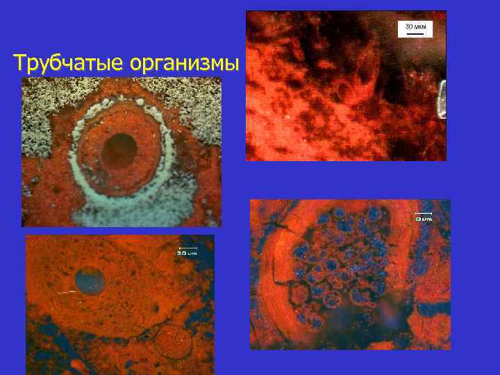 Трубчатые организмы 