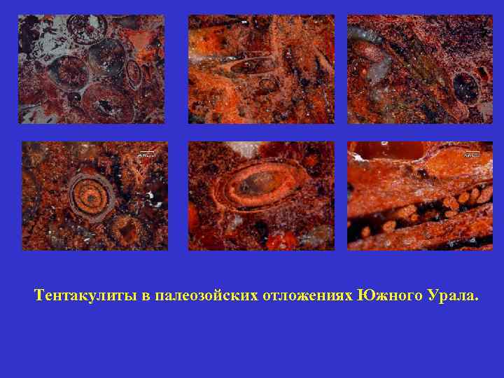 Тентакулиты в палеозойских отложениях Южного Урала. 