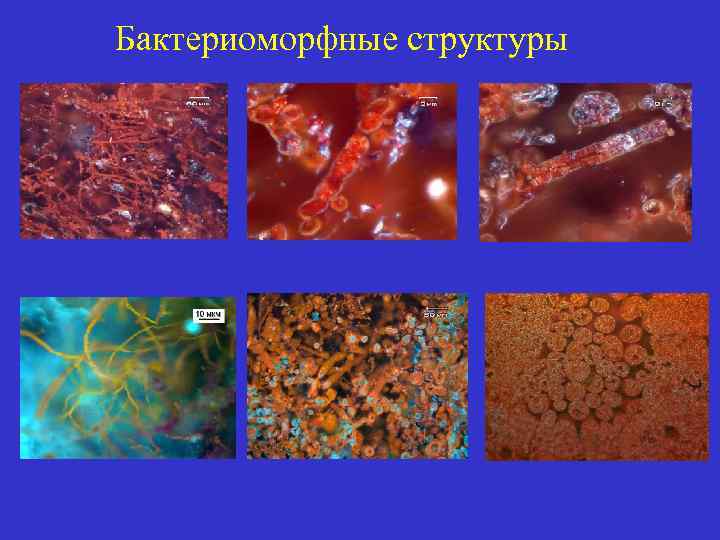 Бактериоморфные структуры 