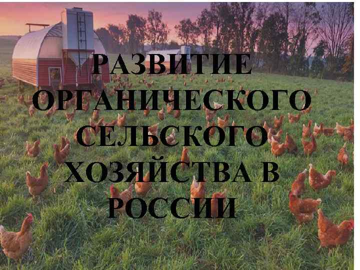 РАЗВИТИЕ ОРГАНИЧЕСКОГО СЕЛЬСКОГО ХОЗЯЙСТВА В РОССИИ 