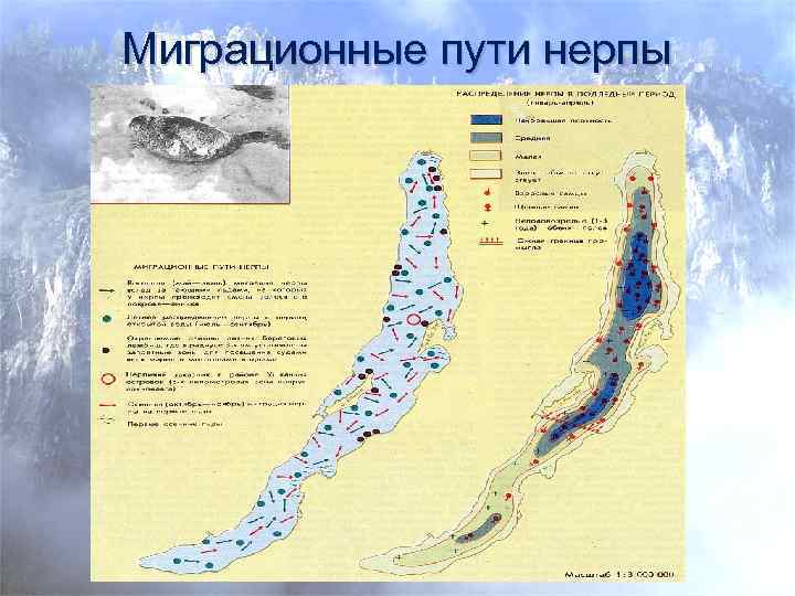 Миграционные пути нерпы 