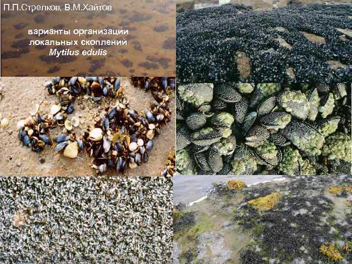 П. П. Стрелков, В. М. Хайтов Images on the right from http: //www. arkive.