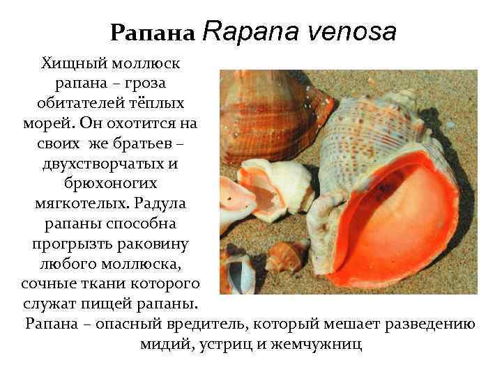 Рапана Rapana venosa Хищный моллюск рапана – гроза обитателей тёплых морей. Он охотится на