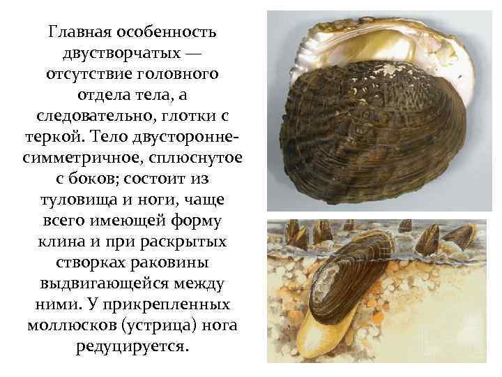 Признаки типа моллюски. Общая характеристика двустворчатых. Особенности строения двустворчатых. Отделы тела двустворчатых. Двустворчатые моллюски характеристика.