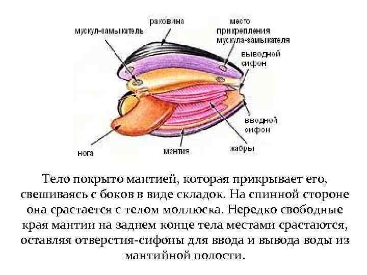 Тело моллюска имеет мантию