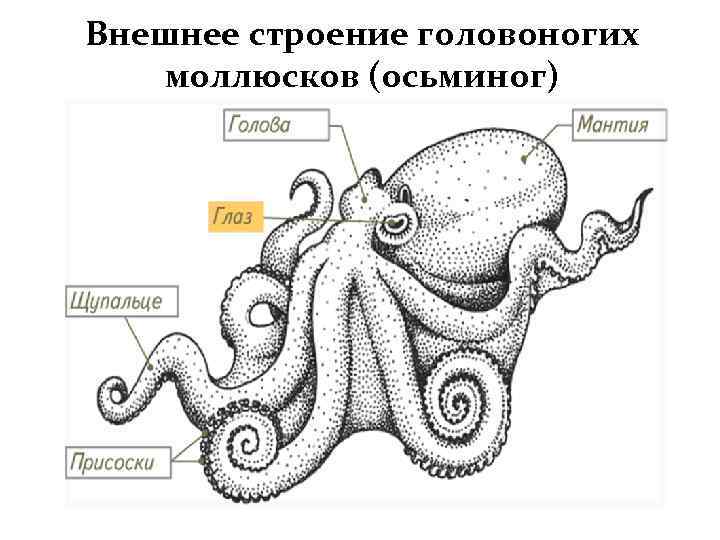 Внешнее строение головоногих моллюсков (осьминог) 