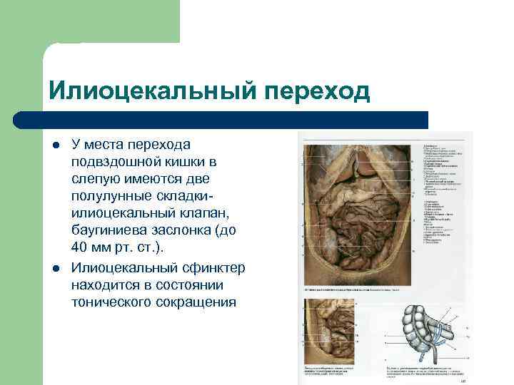 Илиоцекальный переход l l У места перехода подвздошной кишки в слепую имеются две полулунные