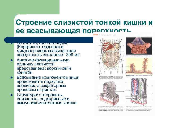 Строение слизистой тонкой кишки и ее всасывающая поверхность l l За счет круговых складок