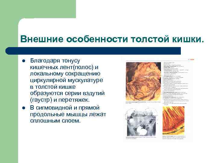 Внешние особенности толстой кишки. l l Благодаря тонусу кишечных лент(полос) и локальному сокращению циркулярной