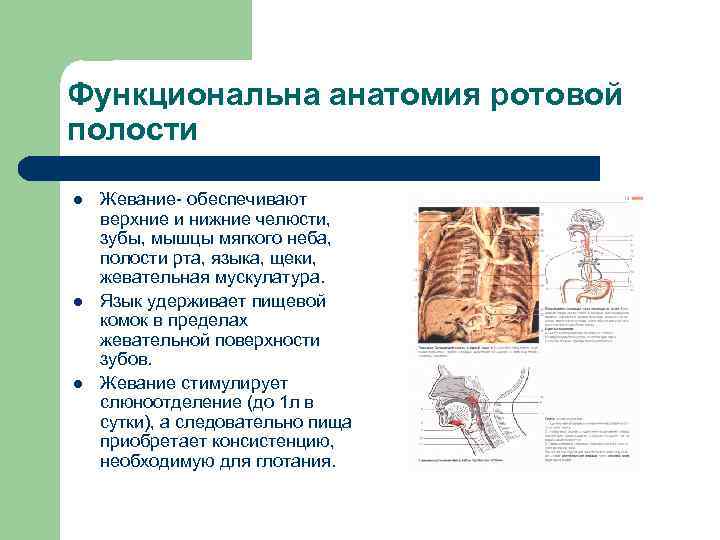 Функциональна анатомия ротовой полости l l l Жевание- обеспечивают верхние и нижние челюсти, зубы,
