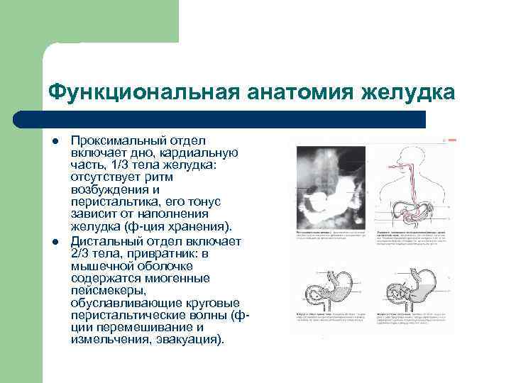 Функциональная анатомия желудка l l Проксимальный отдел включает дно, кардиальную часть, 1/3 тела желудка:
