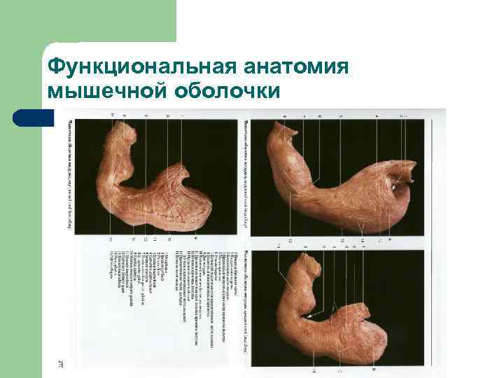 Функциональная анатомия мышечной оболочки 