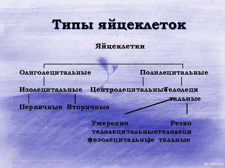 Типы яйцеклеток Яйцеклетки ┌─────────────┐ Олиголецитальные │ Полилецитальные │ │ Изолецитальные Центролецитальные Телолеци │ тальные
