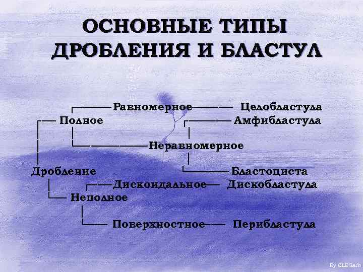 ОСНОВНЫЕ ТИПЫ ДРОБЛЕНИЯ И БЛАСТУЛ ┌───── Равномерное ────── Целобластула ┌── Полное ┌────── Амфибластула │
