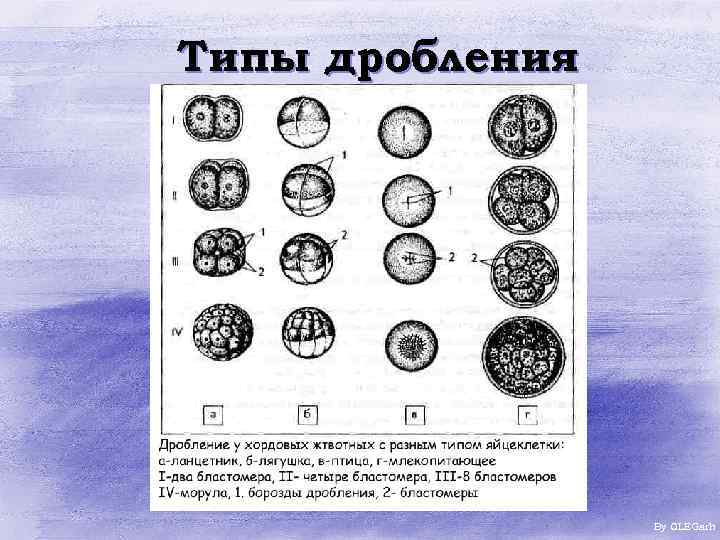 Неполное дробление. Борозды дробления бластомеры. Типы дробления. Поверхностное дробление. Дискоидальное дробление характерно.