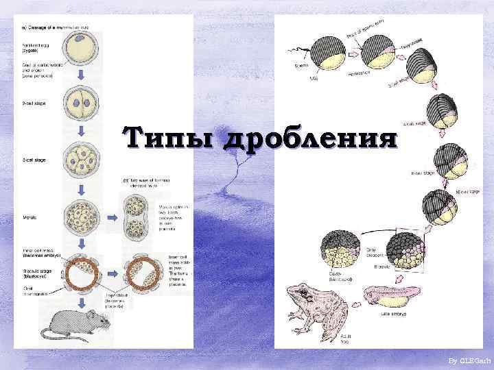 Типы дробления By OLEGarh 