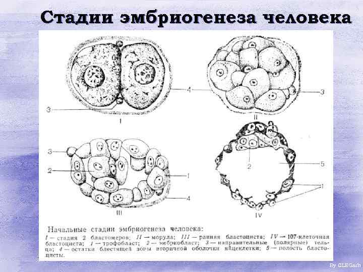 Эмбриогенез стадии