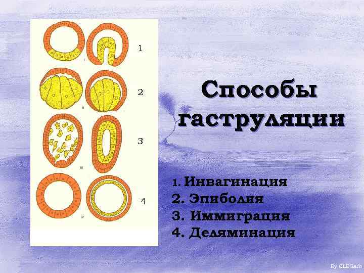 1 2 Способы гаструляции 3 1. Инвагинация 4 2. Эпиболия 3. Иммиграция 4. Деляминация