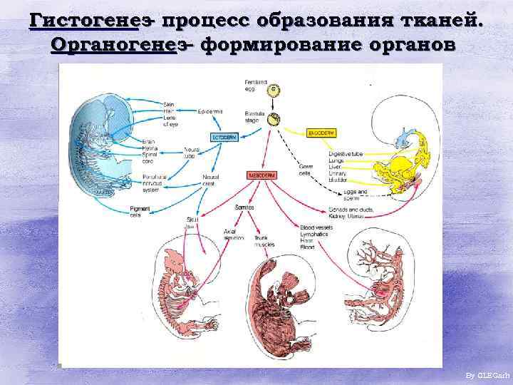 Гистогенез процесс образования тканей. – Органогенез– формирование органов By OLEGarh 