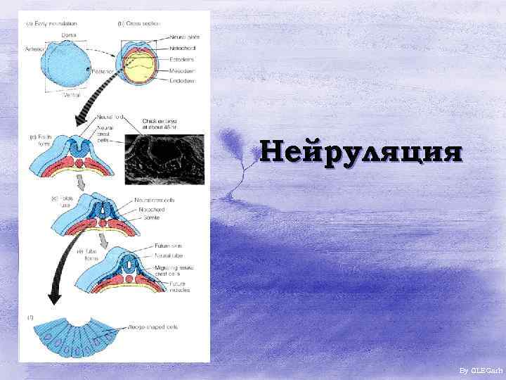 Нейруляция By OLEGarh 